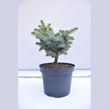 Köp Picea sitchensis Silberzwerg - Siktagran - krukodlad Co5 Debski