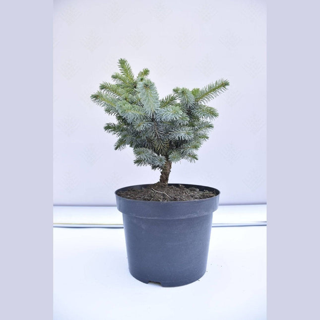 Köp Picea sitchensis Silberzwerg - Siktagran - krukodlad Co5 Debski