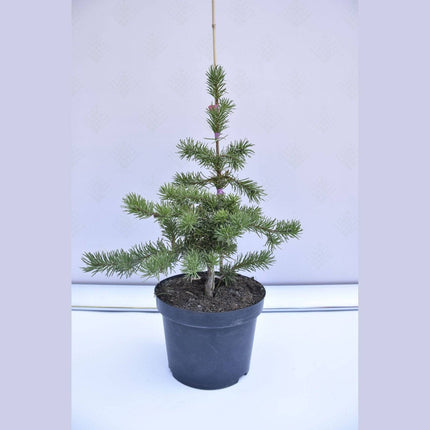 Köp Pinus banksiana Schoodic - Banksianatall - krukodlad Co5 Debski