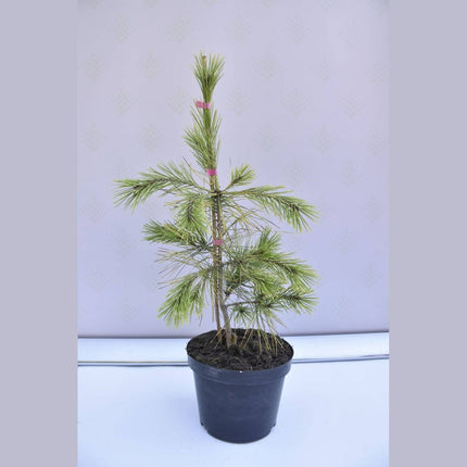 Köp Pinus densiflora Aurea - Japansk tall - krukodlad Co5 Debski