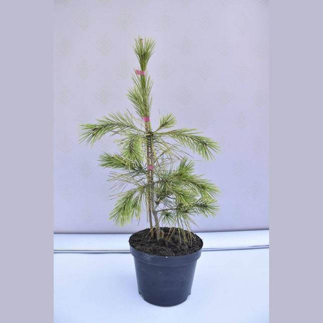 Köp Pinus densiflora Aurea - Japansk tall - krukodlad Co5 Debski