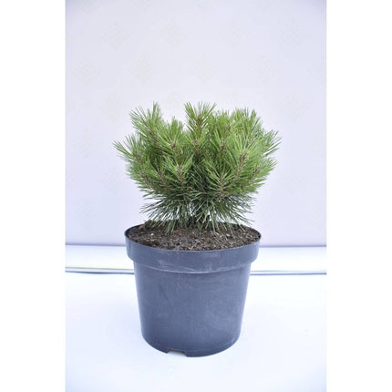 Köp Pinus densiflora Jane Kluis - Japansk tall - krukodlad Co5 Debski