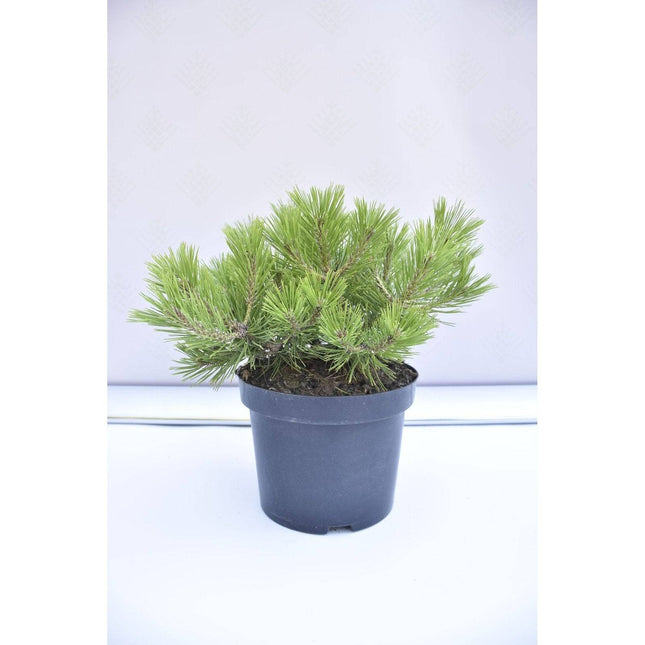 Köp Pinus densiflora Low Glow - Japansk tall - krukodlad Co5 Debski