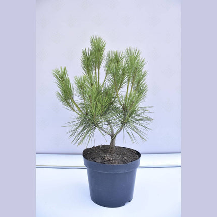 Köp Pinus densiflora Tamoyosho Compacta - Japansk tall - krukodlad Co5 Debski