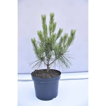 Köp Pinus densiflora Umbraculifera - Japansk tall - krukodlad Co5 Debski