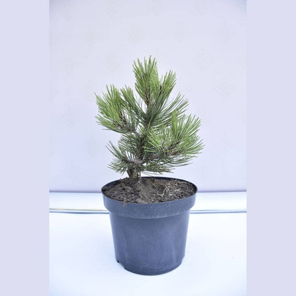 Köp Pinus leucodermis Compact Gem - Ormskinnstall - krukodlad Co5 Debski