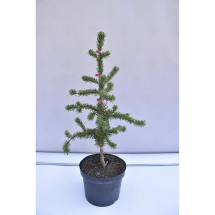 Köp Pinus leucodermis Horak - Ormskinnstall - krukodlad Co5 Debski