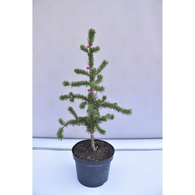 Köp Pinus leucodermis Horak - Ormskinnstall - krukodlad Co5 Debski