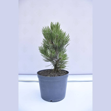 Köp Pinus leucodermis Malinki - Ormskinnstall - krukodlad Co5 Debski