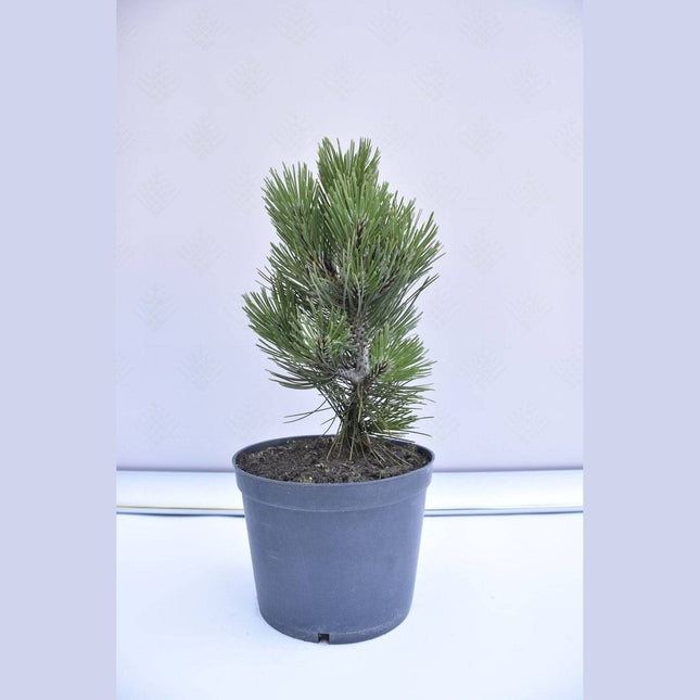 Köp Pinus leucodermis Malinki - Ormskinnstall - krukodlad Co5 Debski