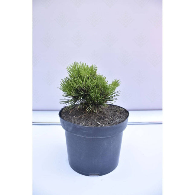 Köp Pinus leucodermis Schmidtii - Ormskinnstall - krukodlad Co5 Debski