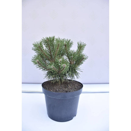 Köp Pinus mugo Benjamin - Bergstall - krukodlad Co5 Debski