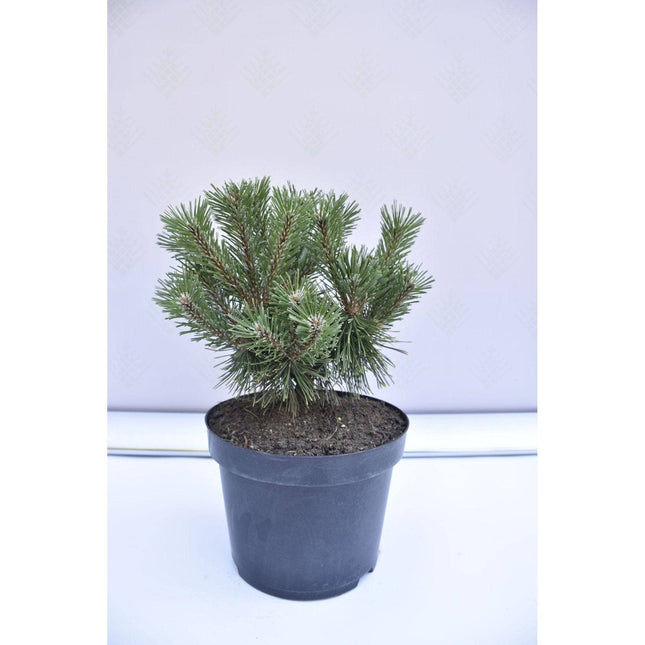 Köp Pinus mugo Benjamin - Bergstall - krukodlad Co5 Debski