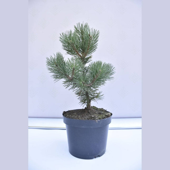 Köp Pinus mugo Columbo - Bergstall - krukodlad Co5 Debski