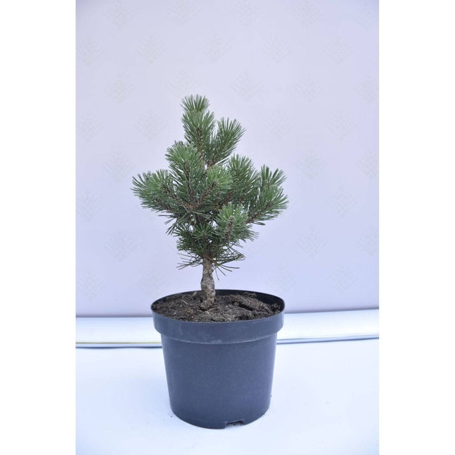 Köp Pinus mugo Columnaris - Bergstall - krukodlad Co5 Debski