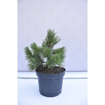 Köp Pinus mugo Gnom - Bergstall - krukodlad Co5 Debski