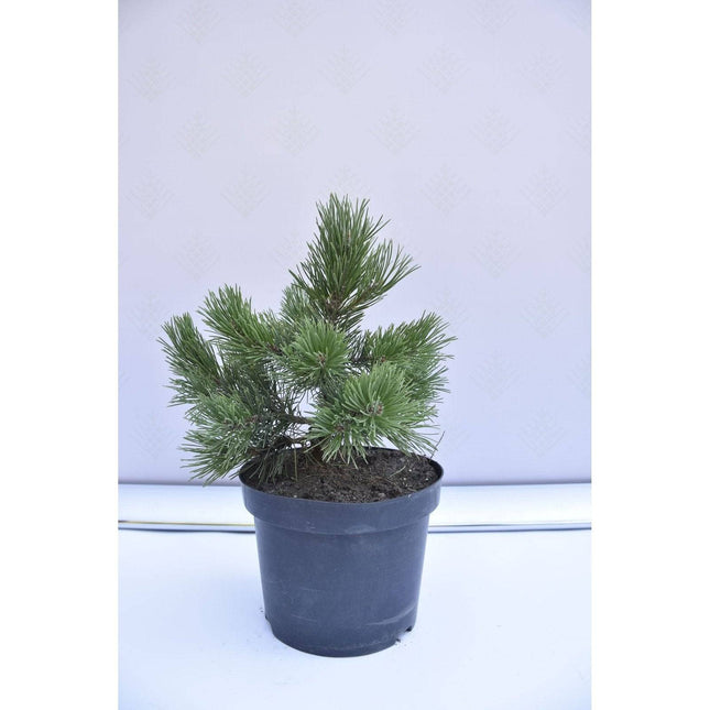 Köp Pinus mugo Gnom - Bergstall - krukodlad Co5 Debski