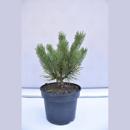 Köp Pinus mugo Golden Glow - Bergstall - krukodlad Co5 Debski
