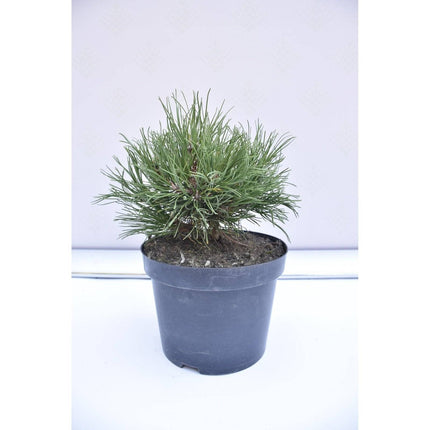 Köp Pinus mugo Hesse - Bergstall - krukodlad Co5 Debski