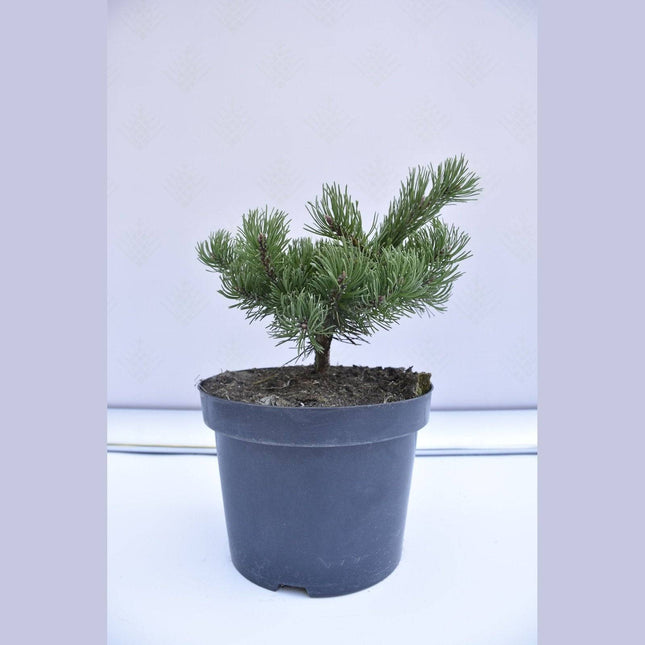 Köp Pinus mugo Humpy - Bergstall - krukodlad Co5 Debski