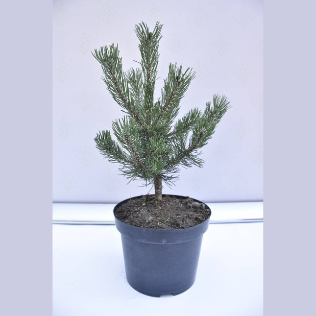 Köp Pinus mugo Laurin - Bergstall - krukodlad Co5 Debski