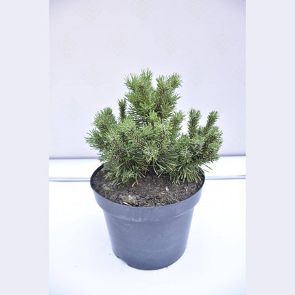 Köp Pinus mugo Litomysl - Bergtall - krukodlad Co5 Debski