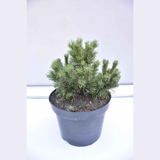 Köp Pinus mugo Litomysl - Bergtall - krukodlad Co5 Debski
