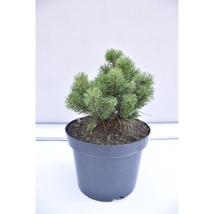 Köp Pinus mugo Minikin - Bergtall - krukodlad Co5 Debski