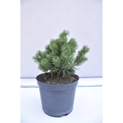 Köp Pinus mugo Mops - Bergstall - krukodlad Co5 Debski