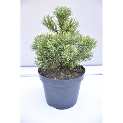 Köp Pinus mugo Ophir - Bergstall - krukodlad Co5 Debski