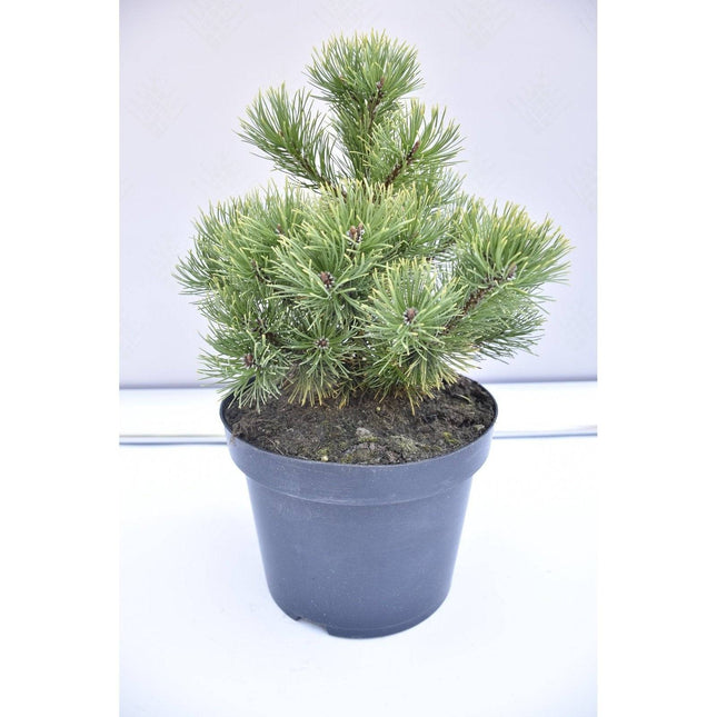 Köp Pinus mugo Ophir - Bergstall - krukodlad Co5 Debski