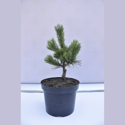 Köp Pinus mugo Pal Maleter - Bergstall - krukodlad Co5 Debski