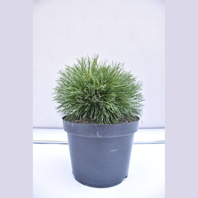 Köp Pinus mugo Varella - Bergstall - krukodlad Co5 Debski