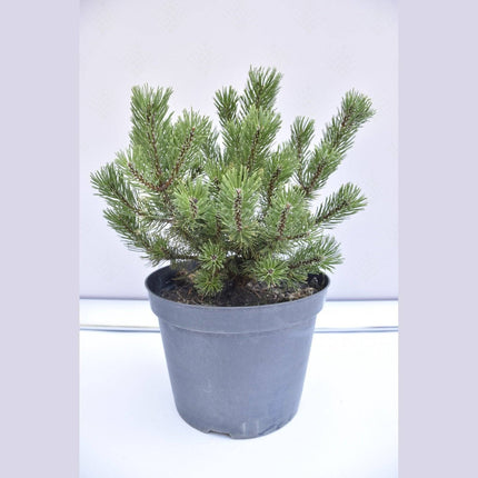 Köp Pinus mugo Winter Gold - Bergstall - krukodlad C10 Debski