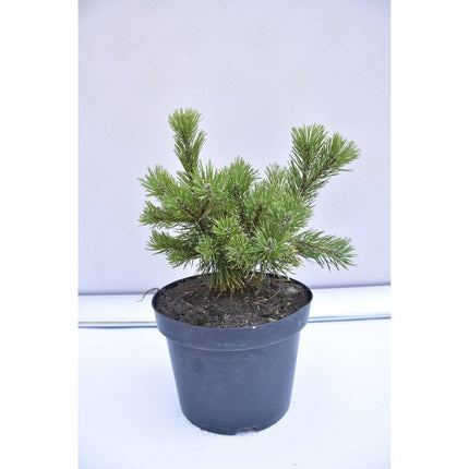 Köp Pinus mugo Winter Gold - Bergstall - krukodlad Co5 Debski