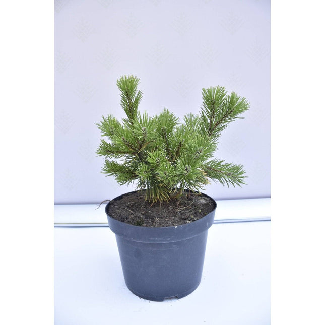 Köp Pinus mugo Winter Gold - Bergstall - krukodlad Co5 Debski