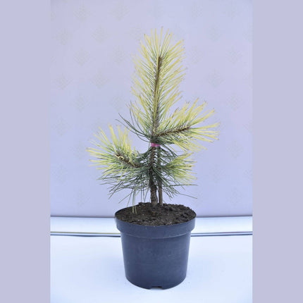Köp Pinus nigra Aurea - Svarttall - krukodlad Co5 Debski