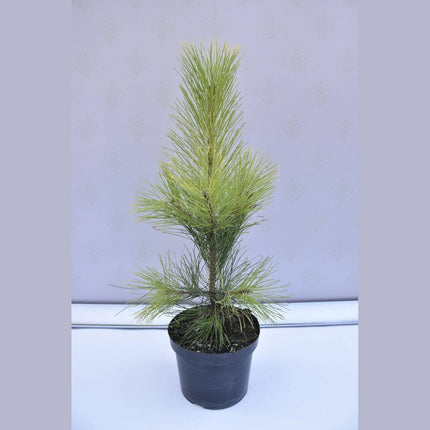 Köp Pinus nigra Goldfingers - Svarttall - krukodlad Co5 Debski