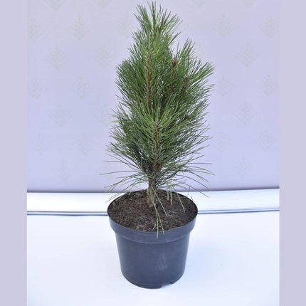 Köp Pinus nigra Green Tower - Svarttall - krukodlad Co5 Debski