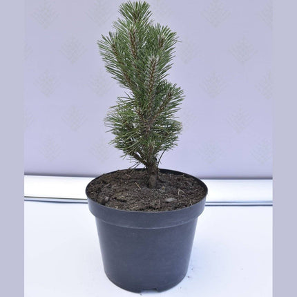 Köp Pinus nigra Komet - Svarttall - krukodlad Co5 Debski