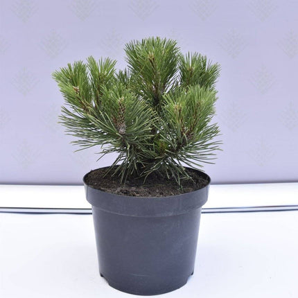 Köp Pinus nigra Nana - Svarttall - krukodlad Co5 Debski