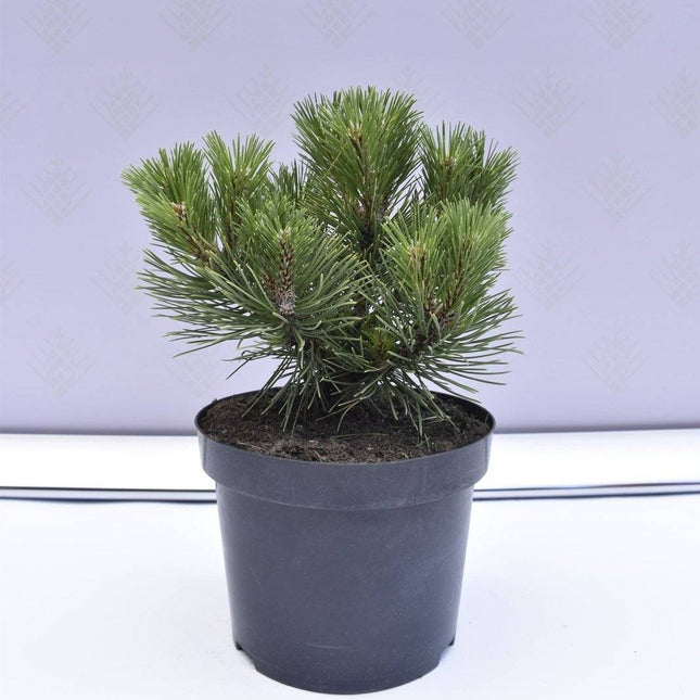 Köp Pinus nigra Nana - Svarttall - krukodlad Co5 Debski