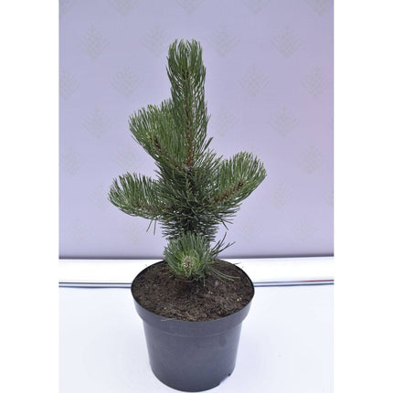 Köp Pinus nigra Oregon Green - Svarttall - krukodlad Co5 Debski