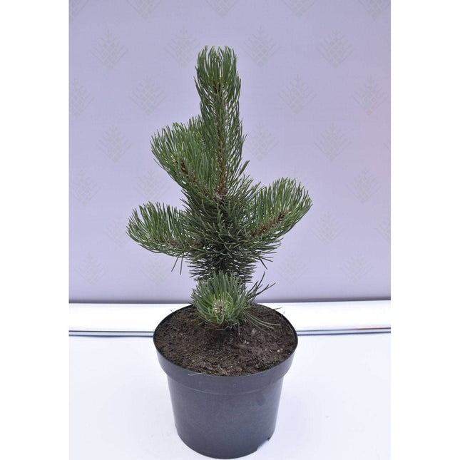 Köp Pinus nigra Oregon Green - Svarttall - krukodlad Co5 Debski