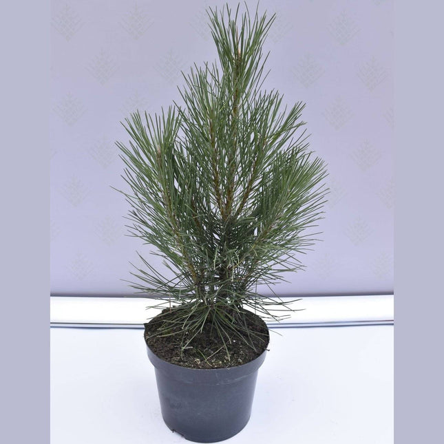 Köp Pinus nigra Pyramidalis - Svarttall - krukodlad Co5 Debski