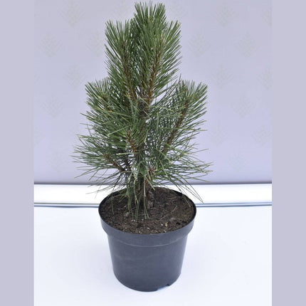 Köp Pinus nigra Rondello - Svarttall - krukodlad Co5 Debski