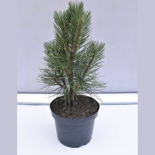 Köp Pinus nigra Rondello - Svarttall - krukodlad Co5 Debski
