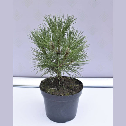 Köp Pinus nigra Spielberg - Svarttall - krukodlad Co5 Debski