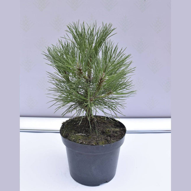 Köp Pinus nigra Spielberg - Svarttall - krukodlad Co5 Debski