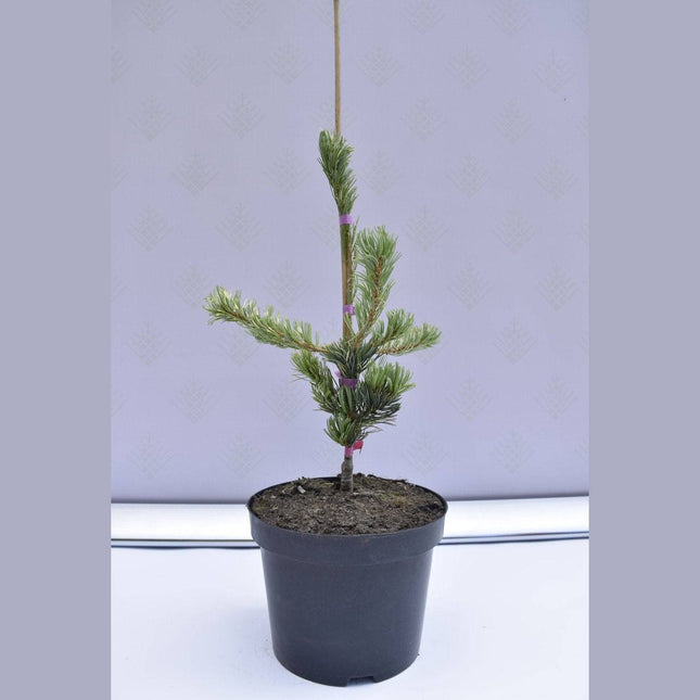 Köp Pinus parviflora Fukai - Silvertall - krukodlad Co5 Debski